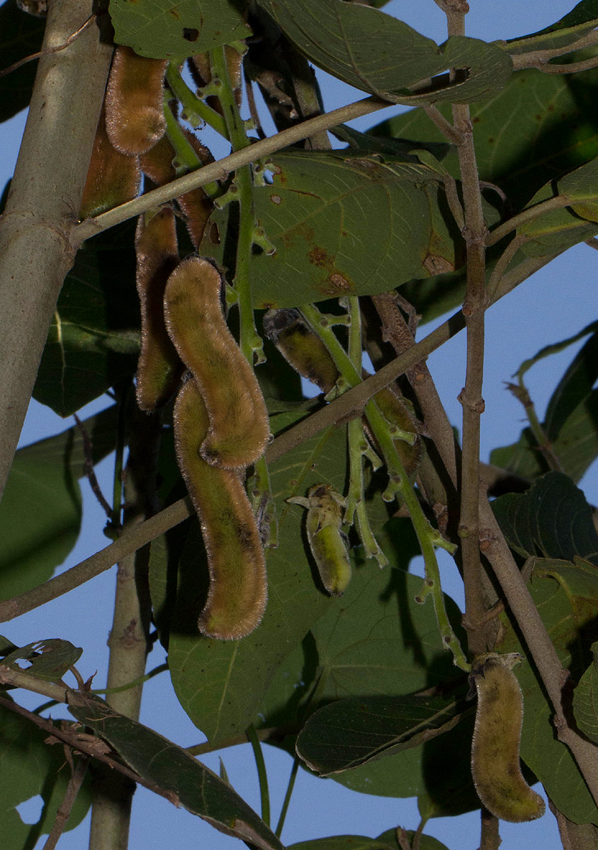 Mucuna pruriens var. pruriens Mucuna pruriens var. pruriens