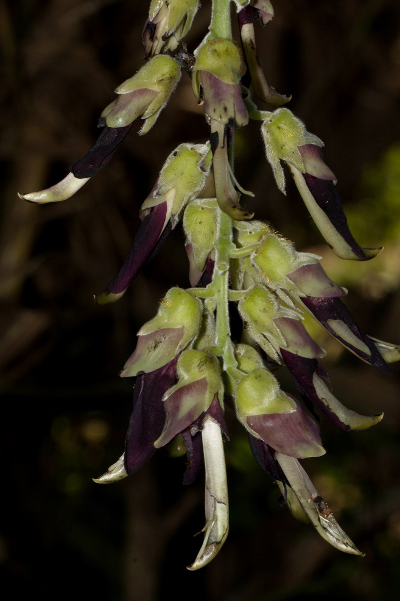 Mucuna pruriens var. pruriens