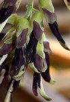 Mucuna pruriens var. pruriens