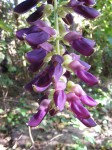 Mucuna pruriens var. pruriens