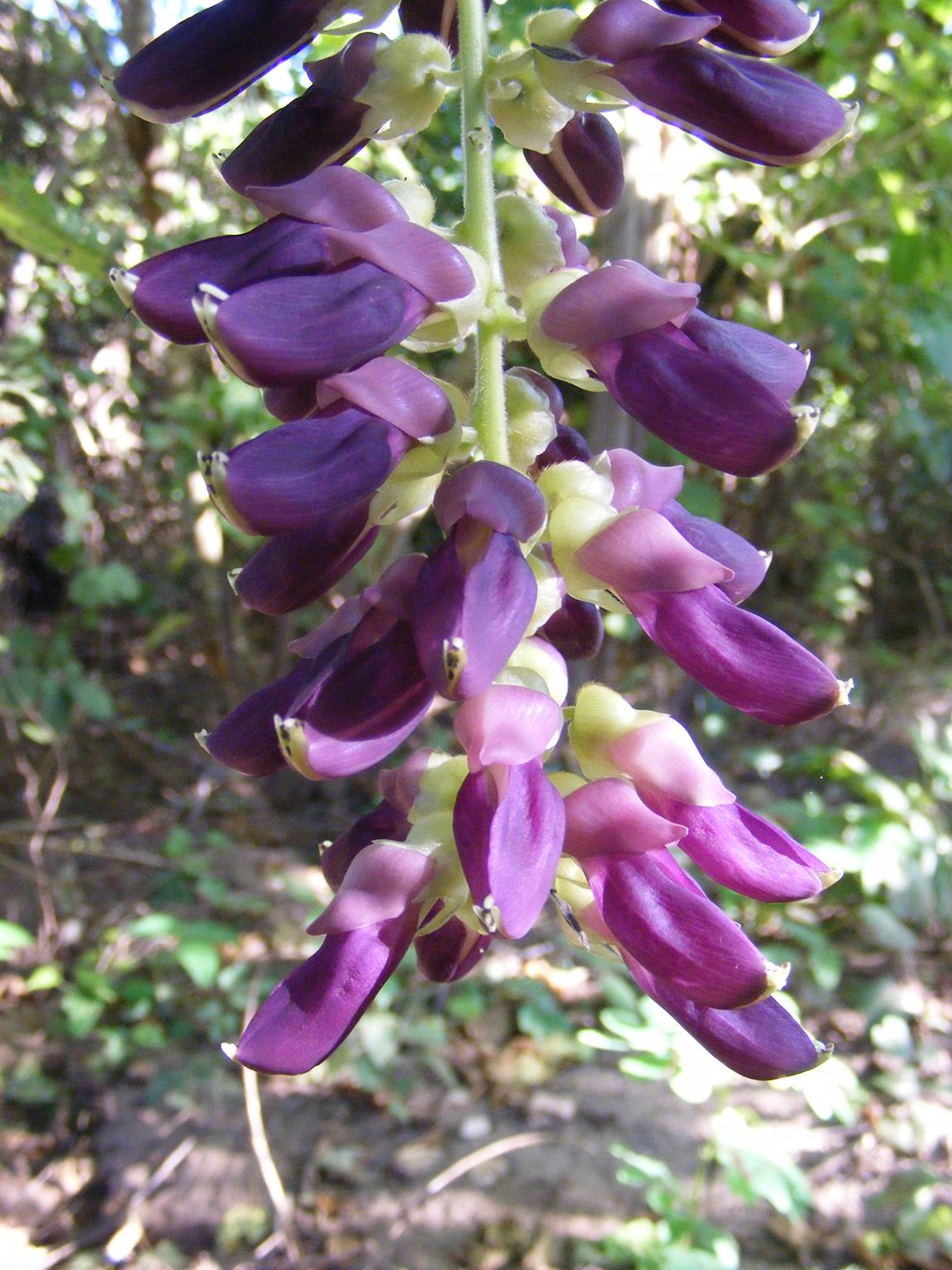 Mucuna pruriens var. pruriens