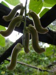 Mucuna pruriens var. pruriens