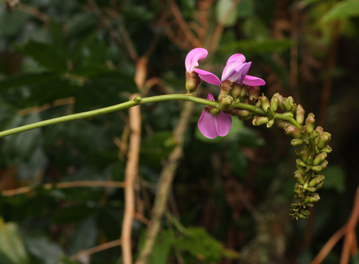 Canavalia africana