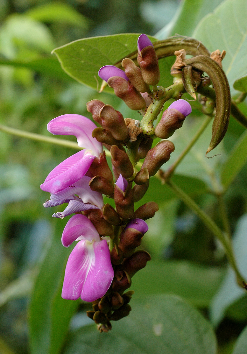Canavalia africana Canavalia africana