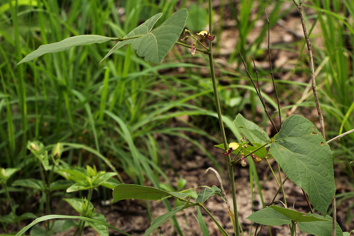 Rhynchosia divaricata Rhynchosia divaricata
