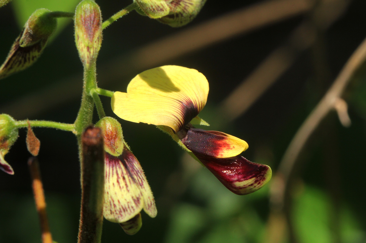 Rhynchosia divaricata Rhynchosia divaricata