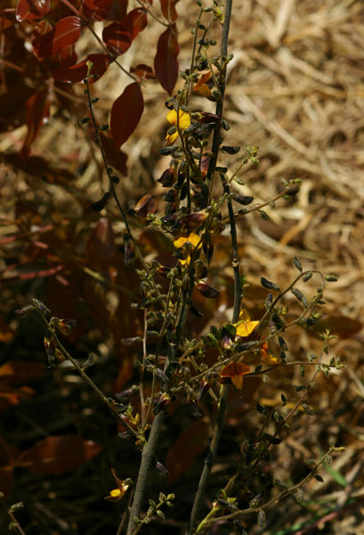 Rhynchosia insignis Rhynchosia insignis