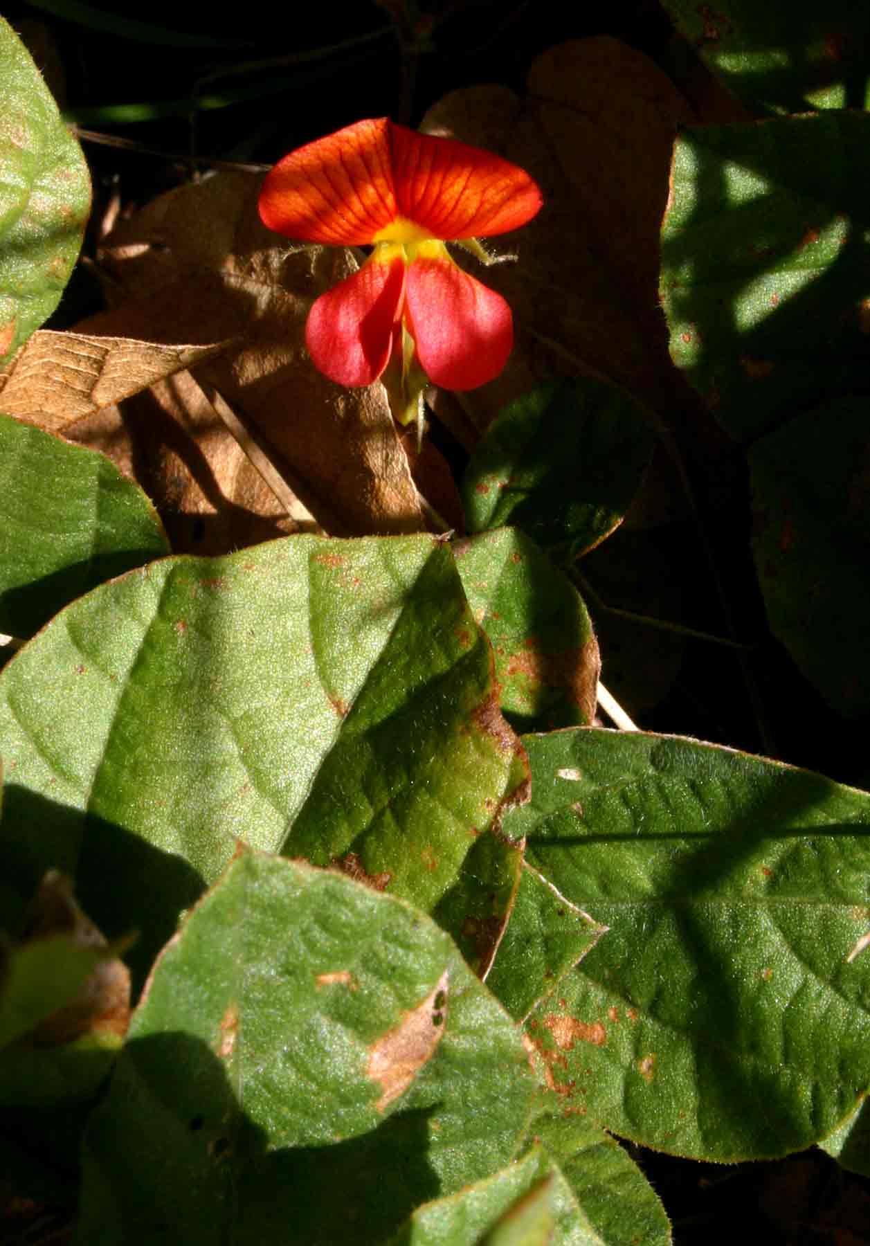 Rhynchosia monophylla