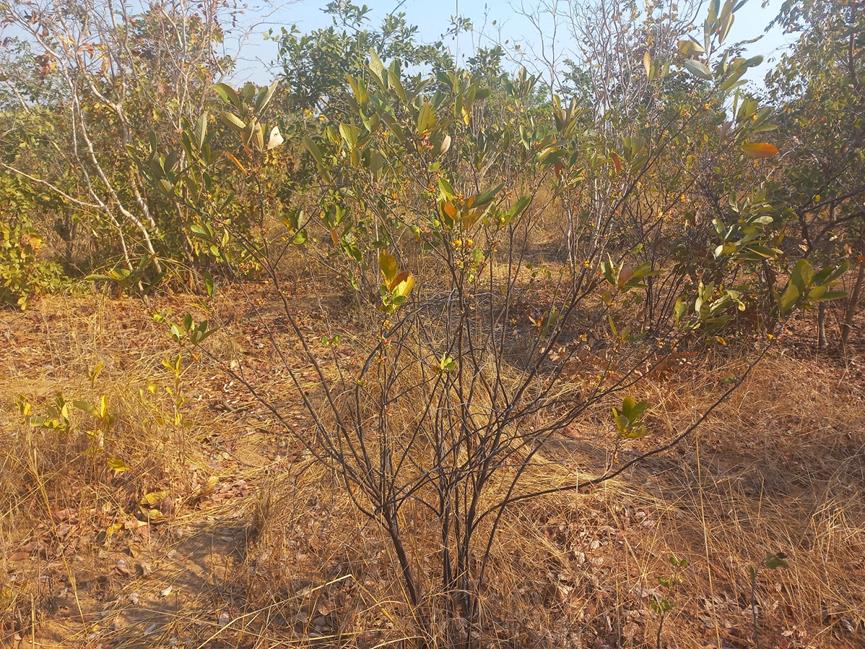 Eriosema affine Eriosema affine