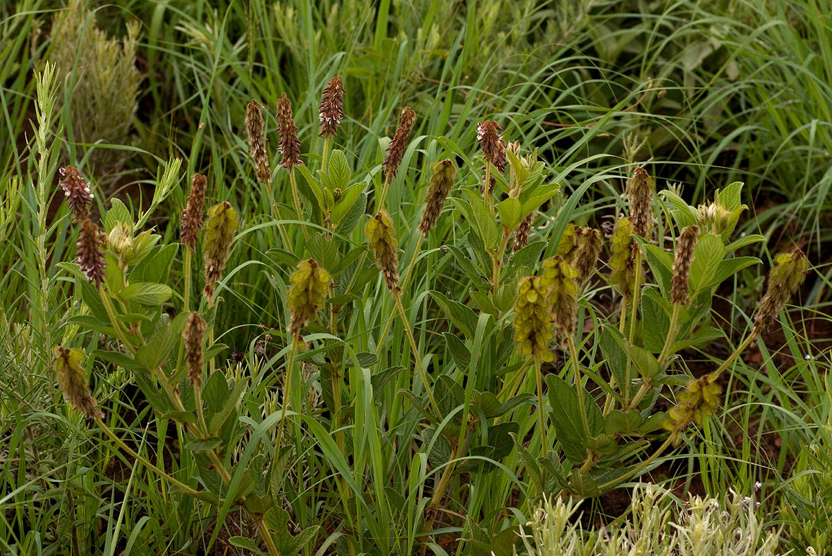Eriosema buchananii var. buchananii
