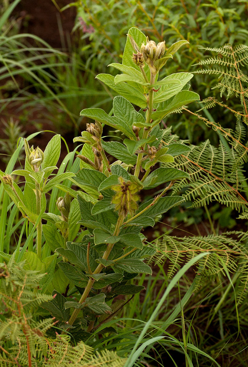 Eriosema buchananii var. buchananii