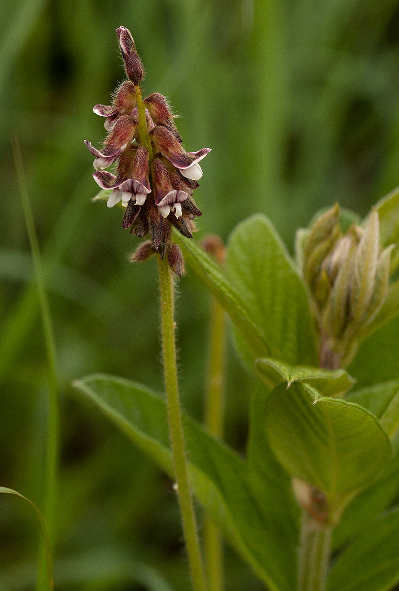 Eriosema buchananii var. buchananii