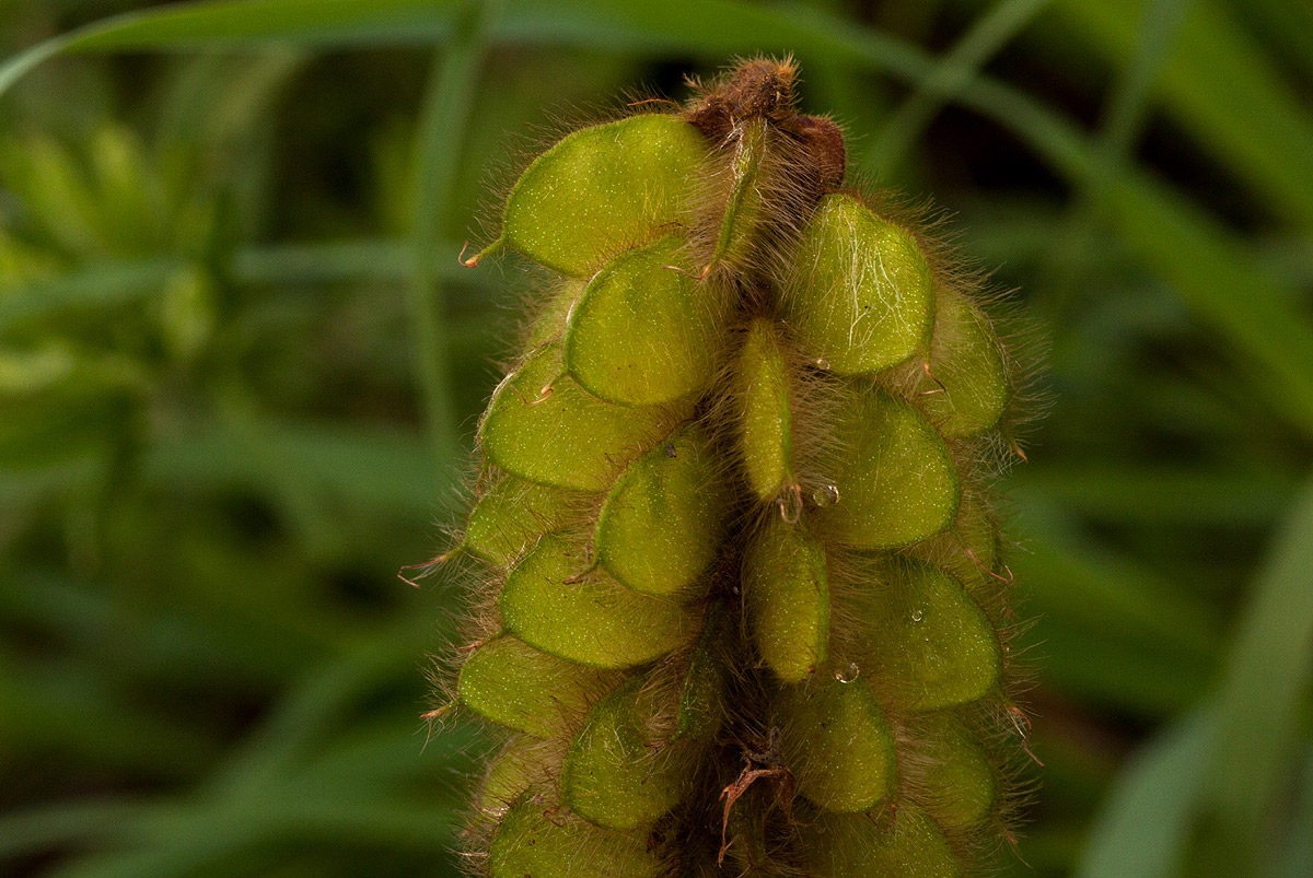 Eriosema buchananii var. buchananii