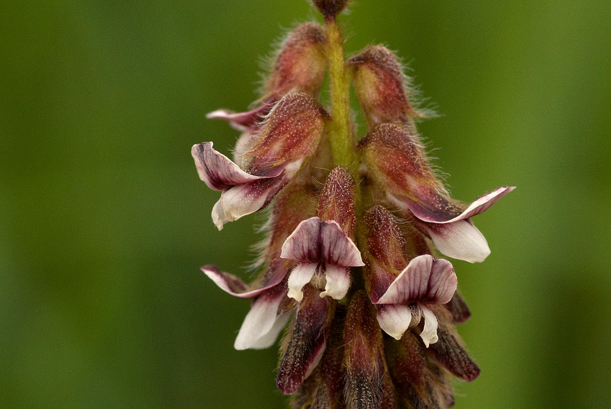 Eriosema buchananii var. buchananii