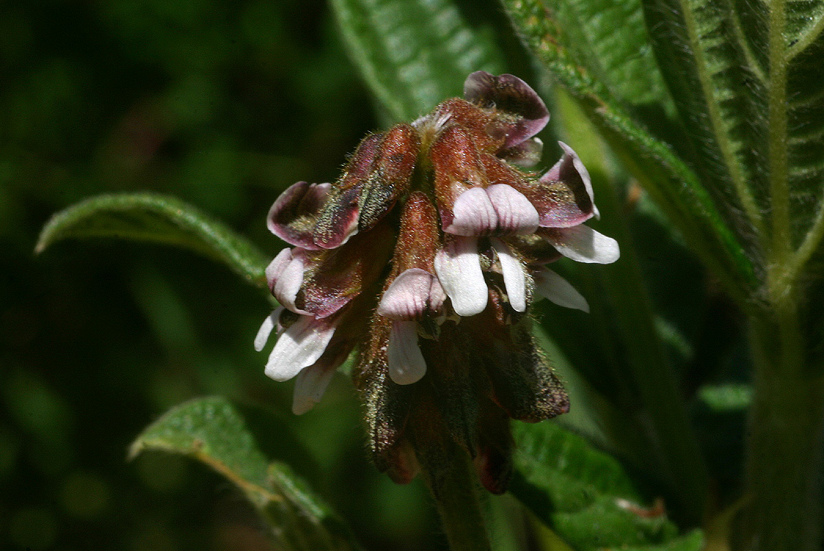 Eriosema buchananii var. buchananii