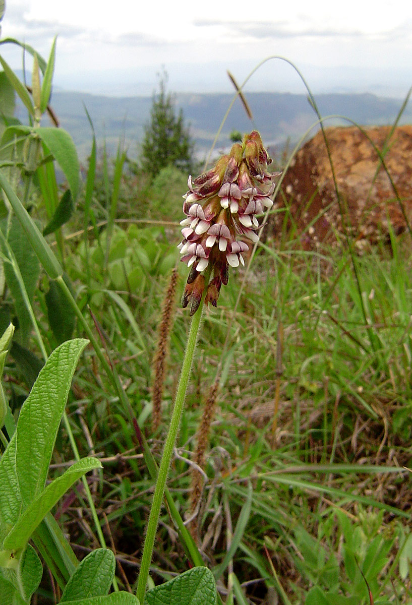 Eriosema buchananii var. buchananii