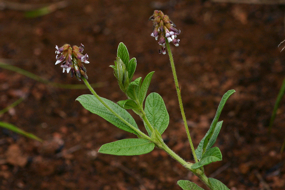 Eriosema buchananii var. buchananii