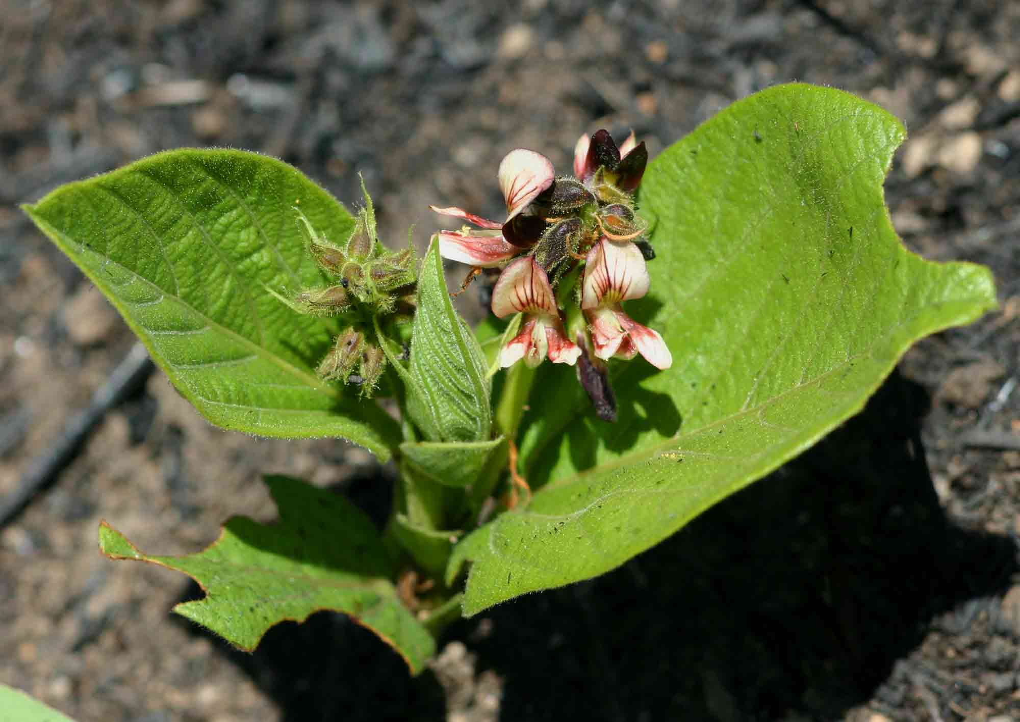 Eriosema chrysadenium var. chrysadenium