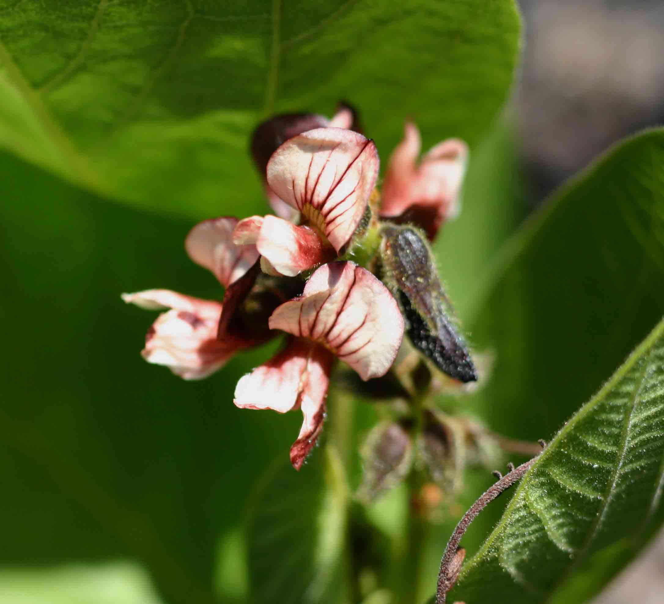 Eriosema chrysadenium var. chrysadenium