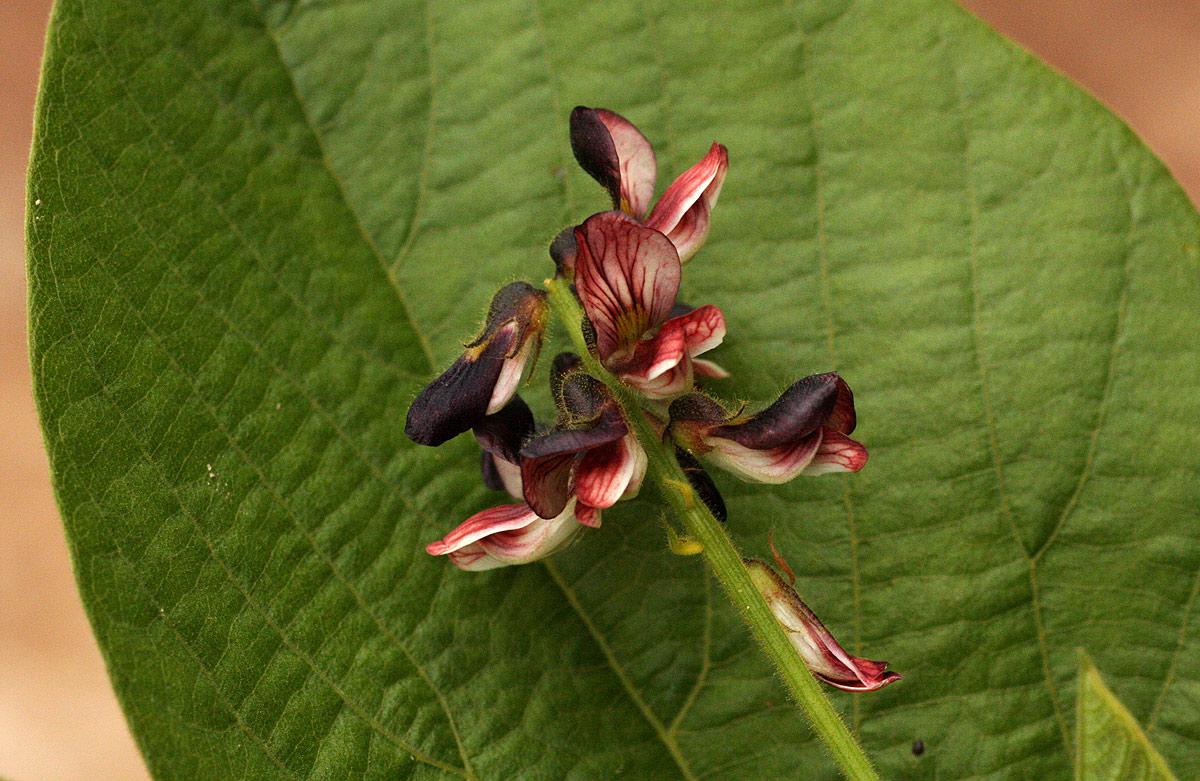 Eriosema chrysadenium var. chrysadenium