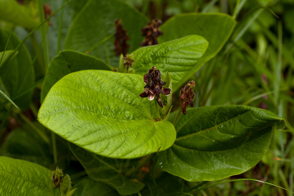 Eriosema chrysadenium var. chrysadenium