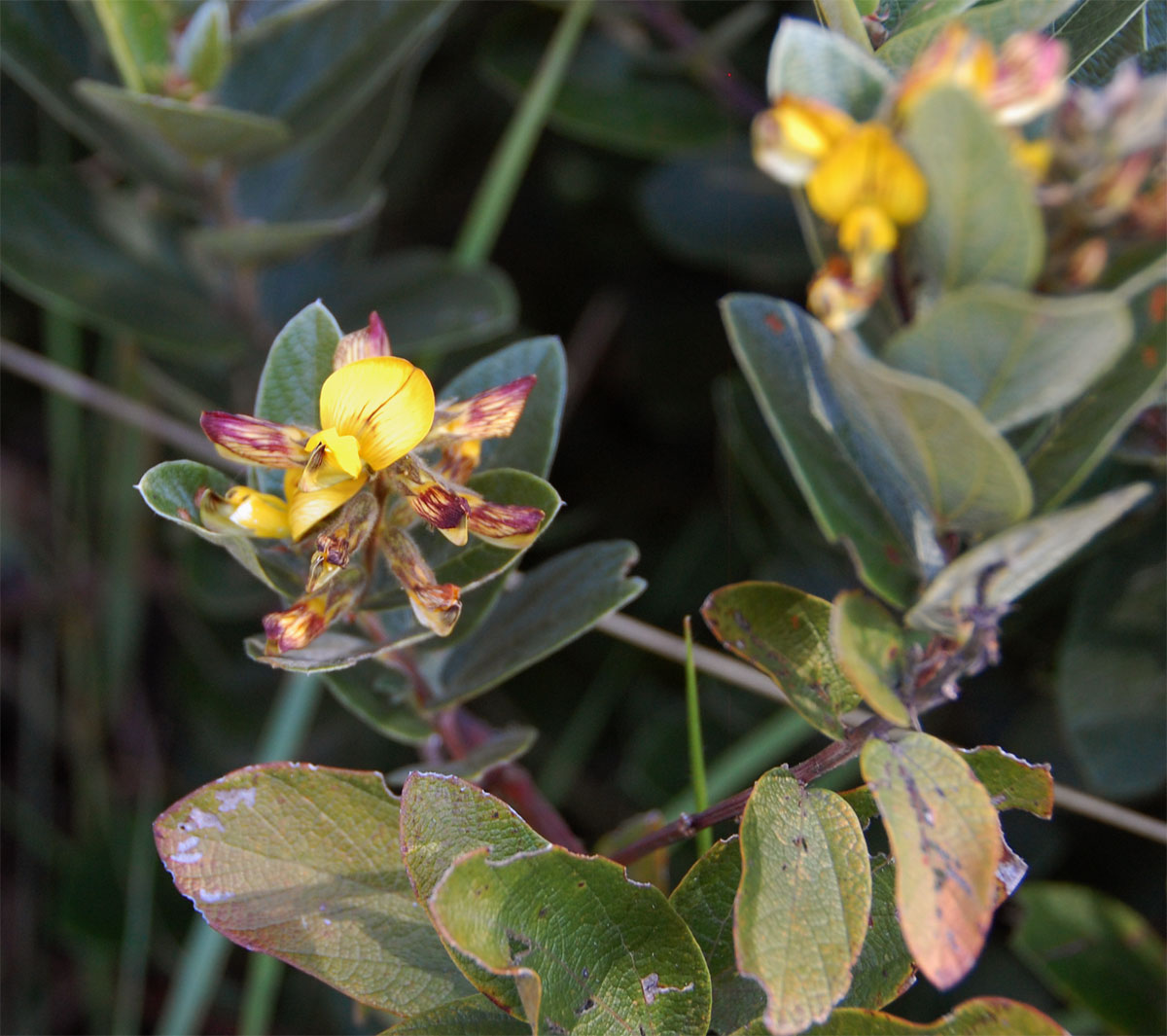 Eriosema ellipticum subsp. ellipticum