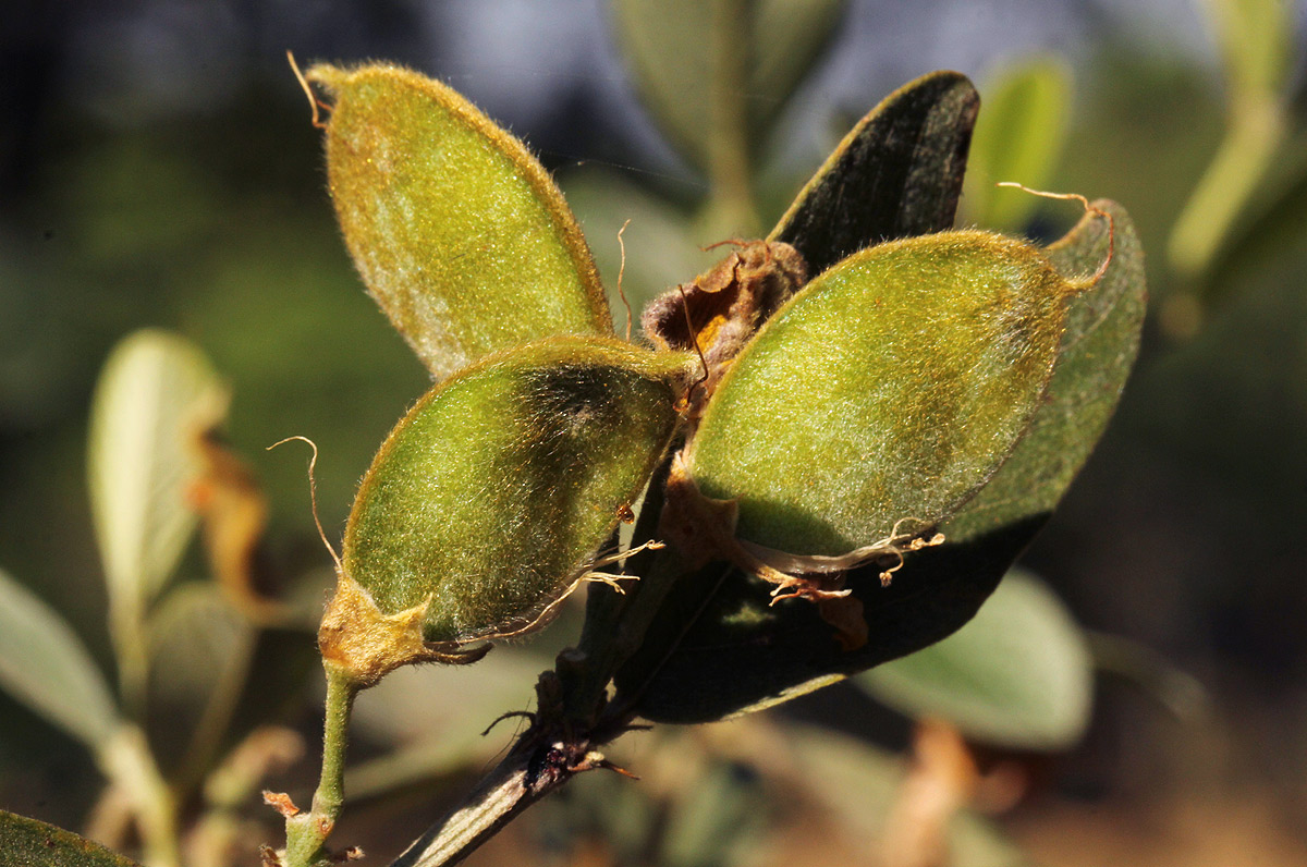 Eriosema ellipticum subsp. ellipticum