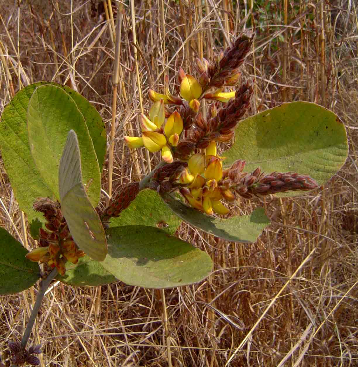 Eriosema englerianum
