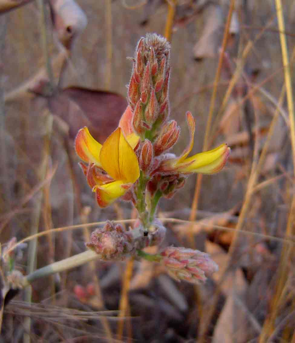 Eriosema englerianum