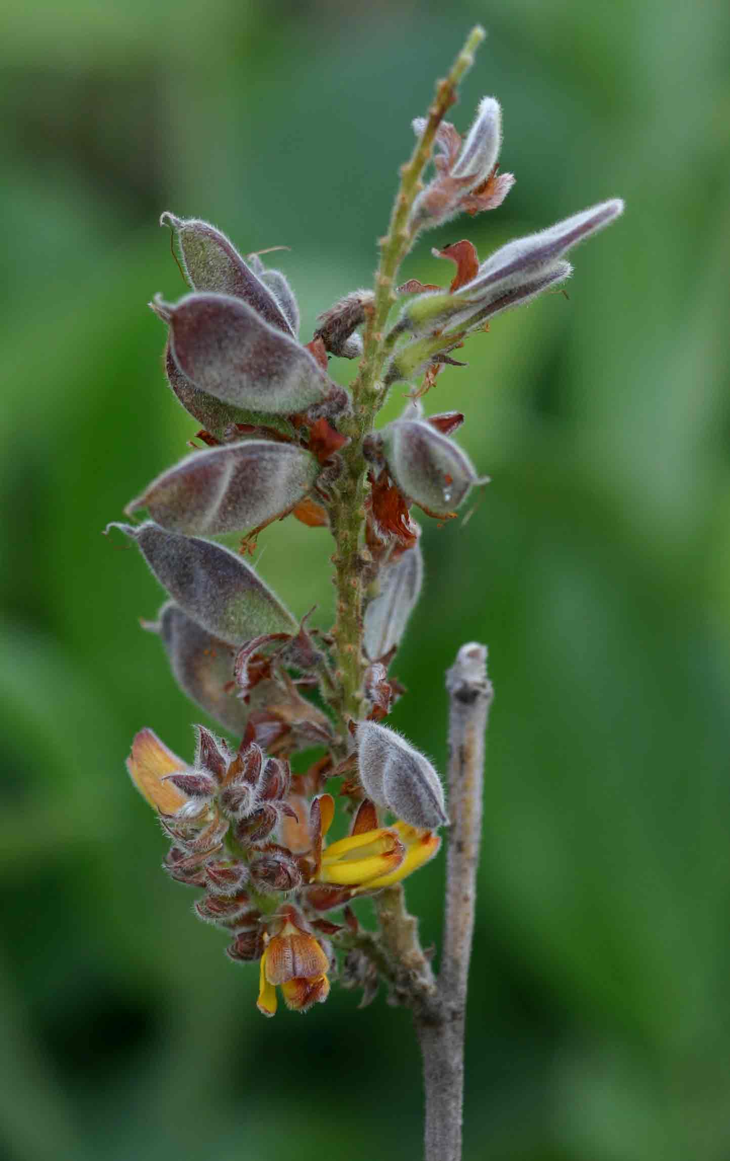 Eriosema englerianum