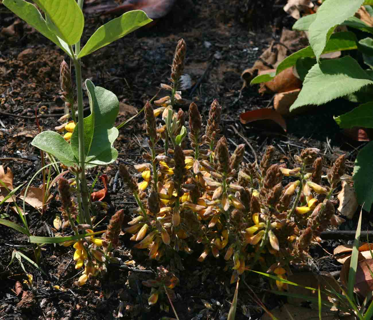 Eriosema englerianum