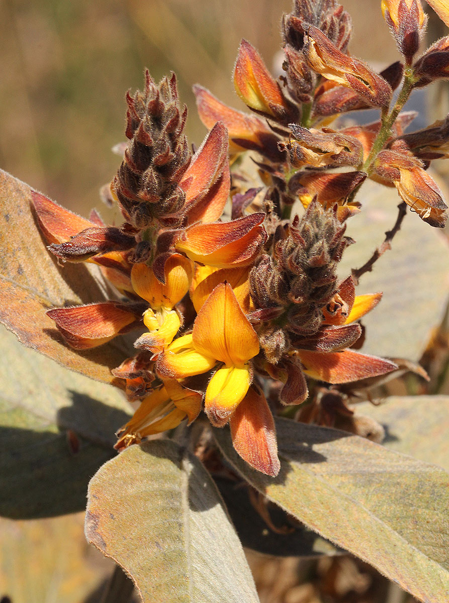 Eriosema englerianum