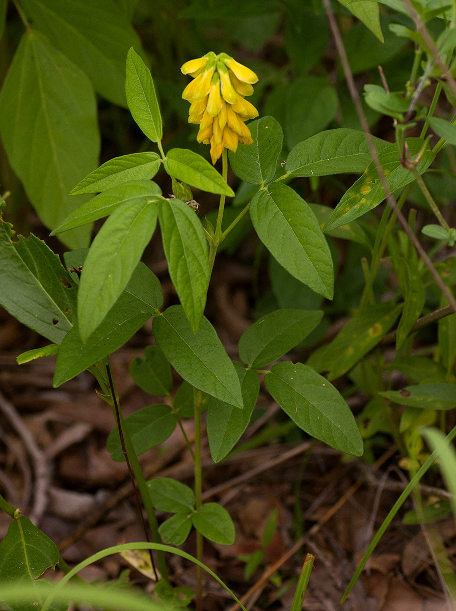 Eriosema macrostipulum
