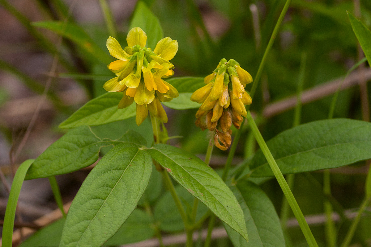 Eriosema macrostipulum