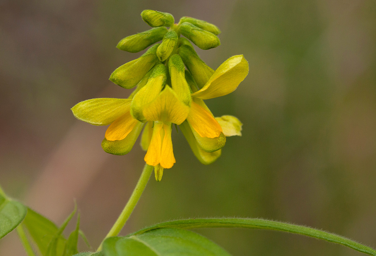 Eriosema macrostipulum