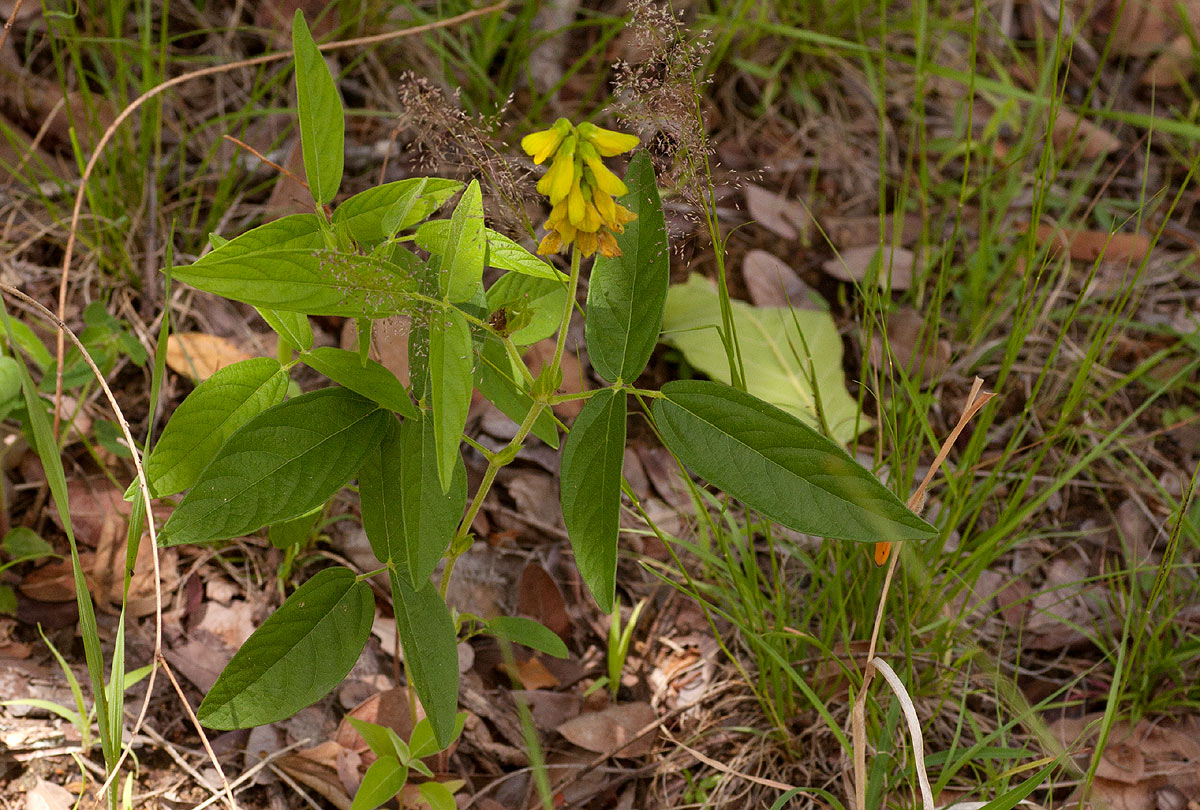 Eriosema macrostipulum