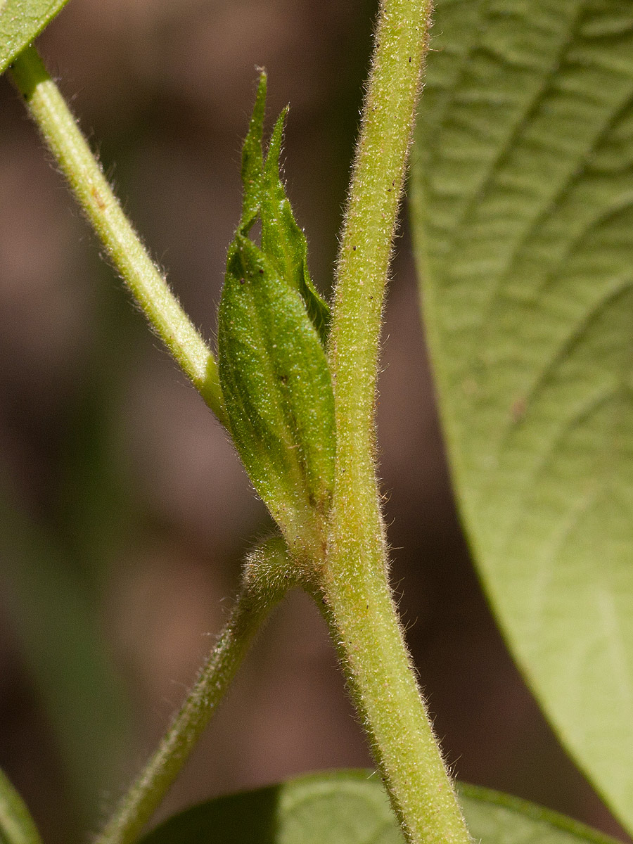 Eriosema macrostipulum
