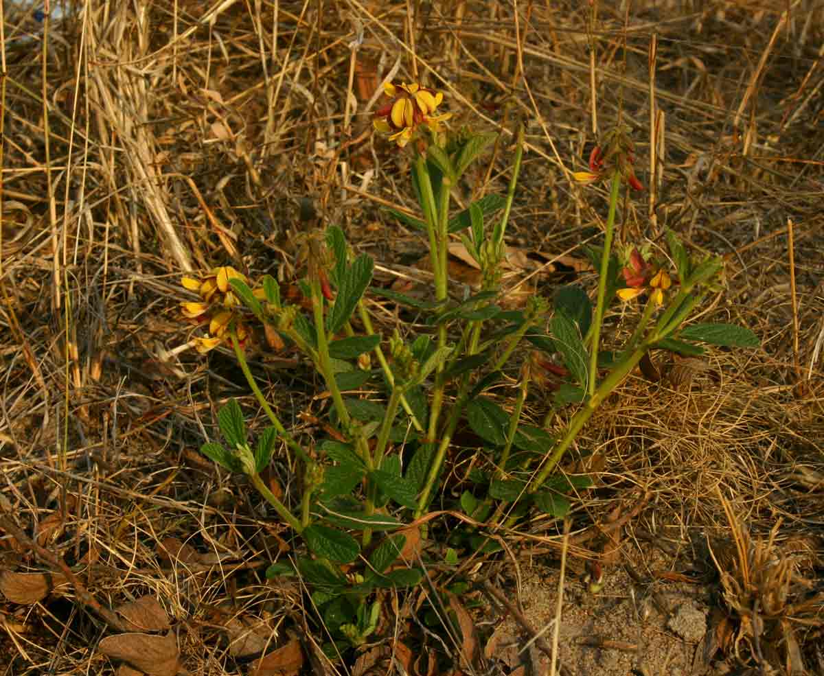 Eriosema pauciflorum