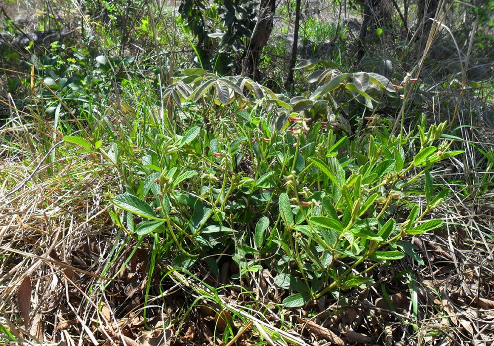 Eriosema pauciflorum