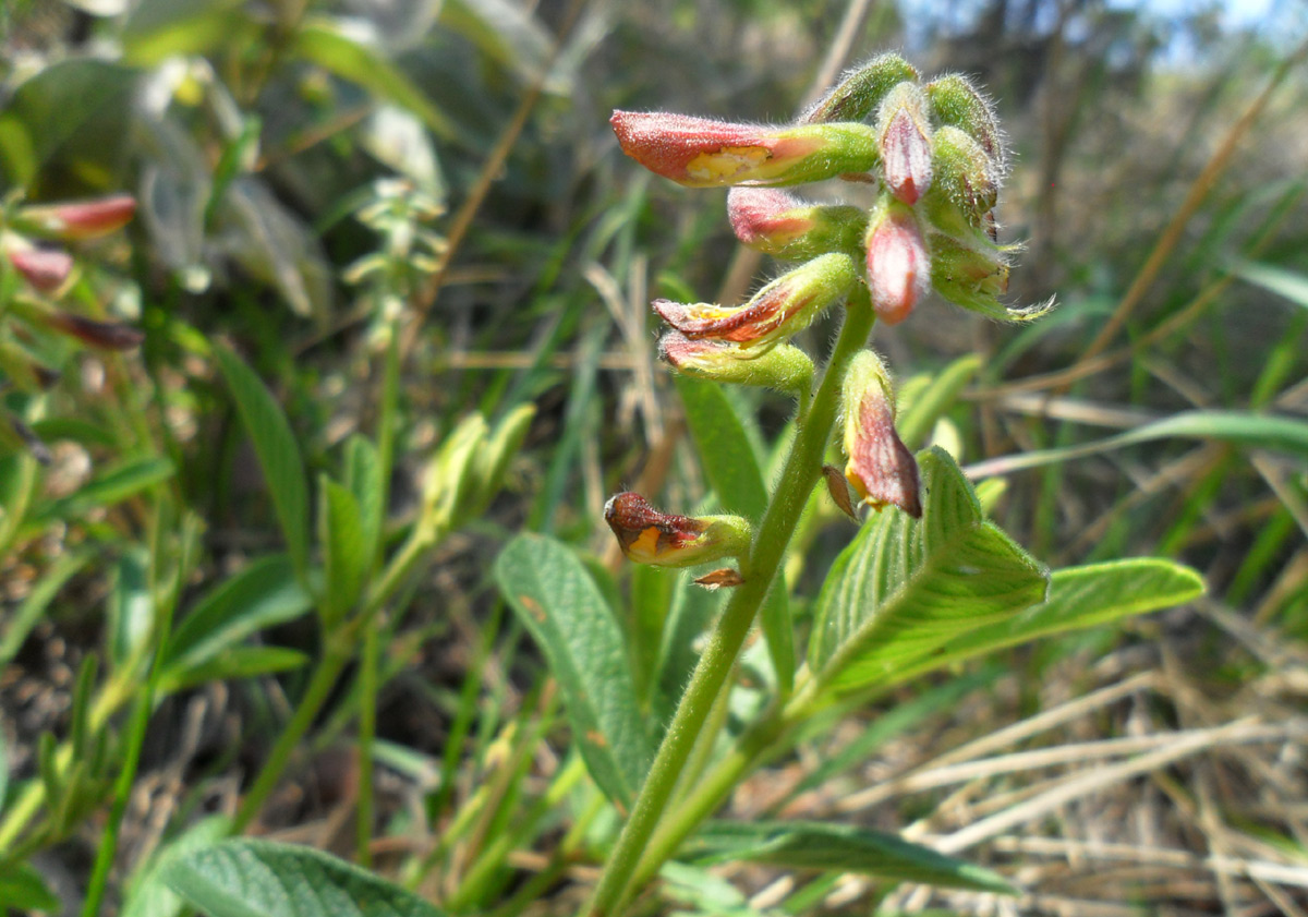 Eriosema pauciflorum Eriosema pauciflorum