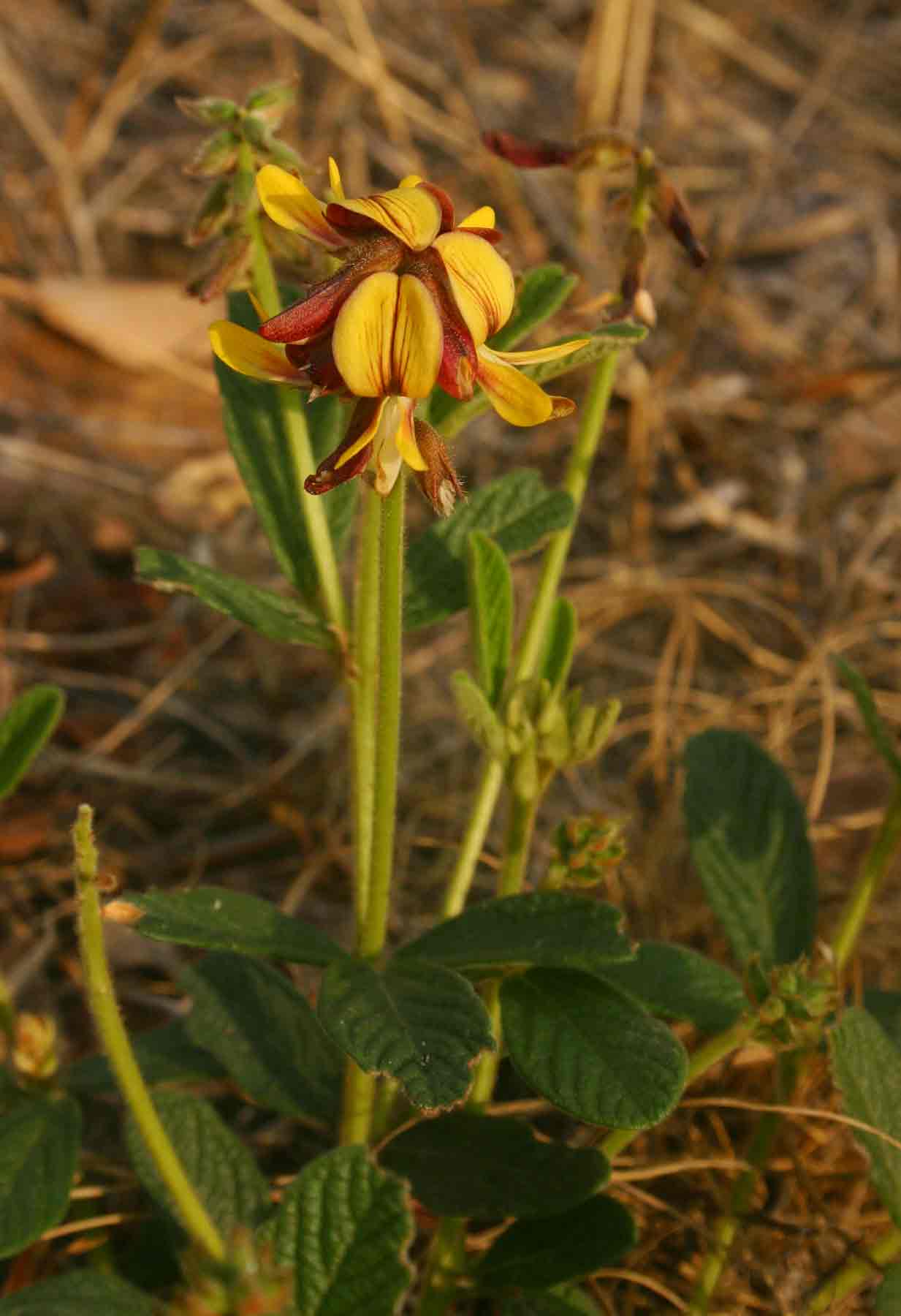 Eriosema pauciflorum