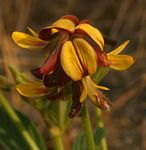 Eriosema pauciflorum