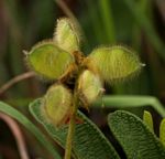 Eriosema pauciflorum