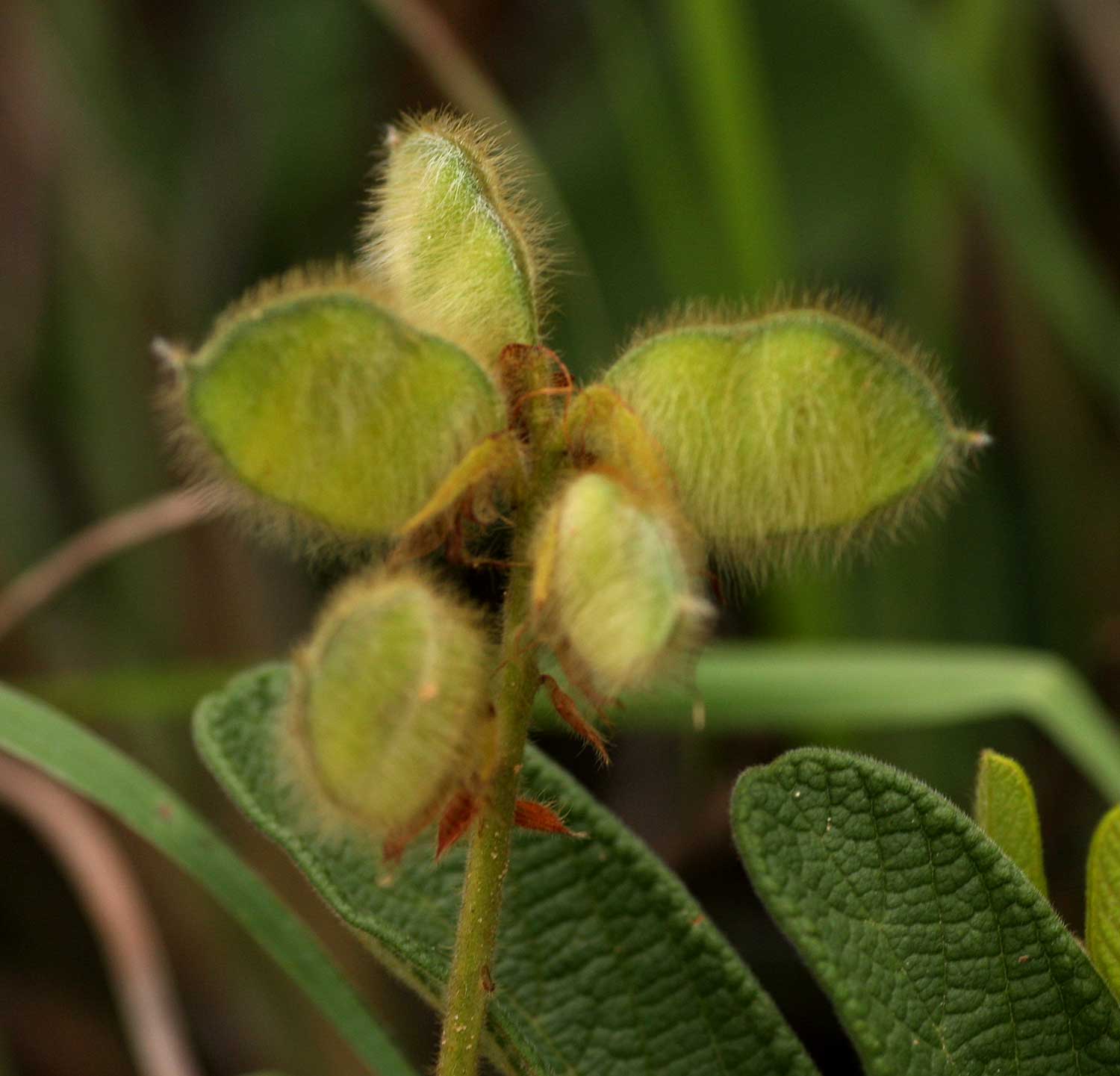 Eriosema pauciflorum Eriosema pauciflorum