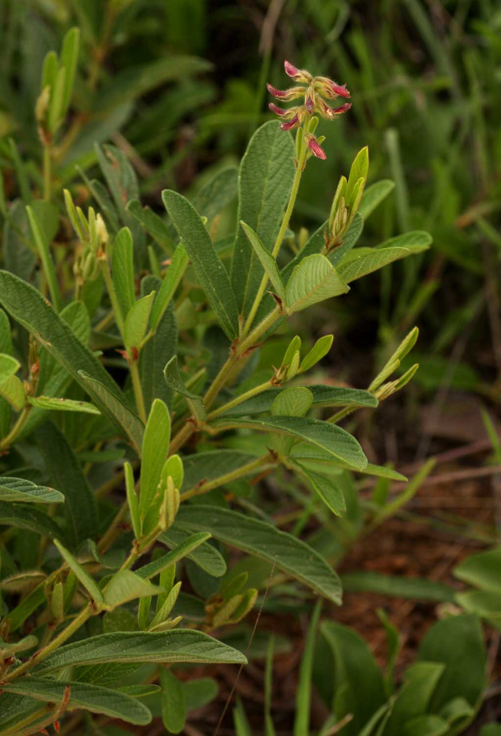 Eriosema pauciflorum