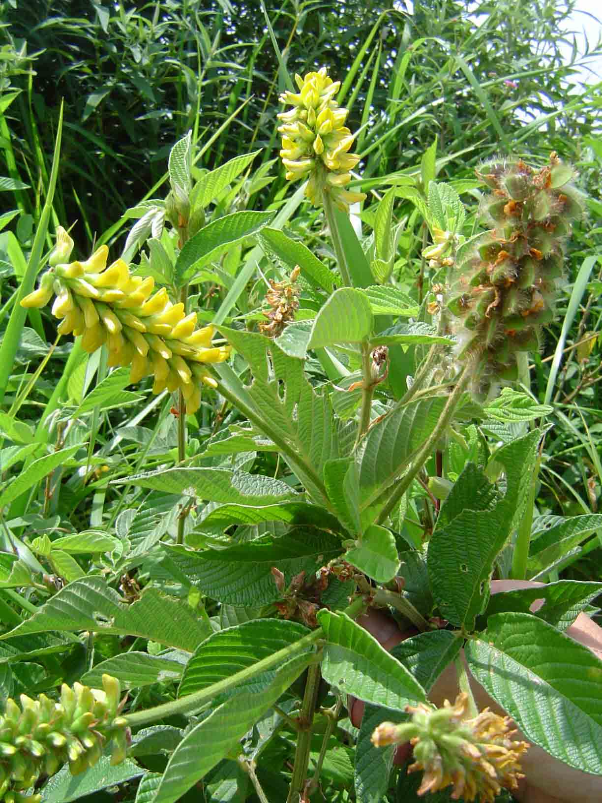 Eriosema psoraleoides