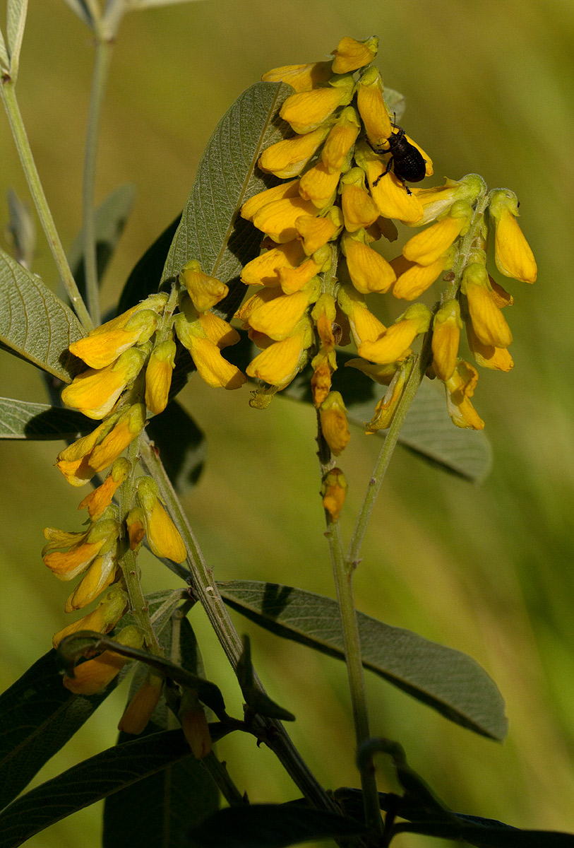 Eriosema psoraleoides Eriosema psoraleoides