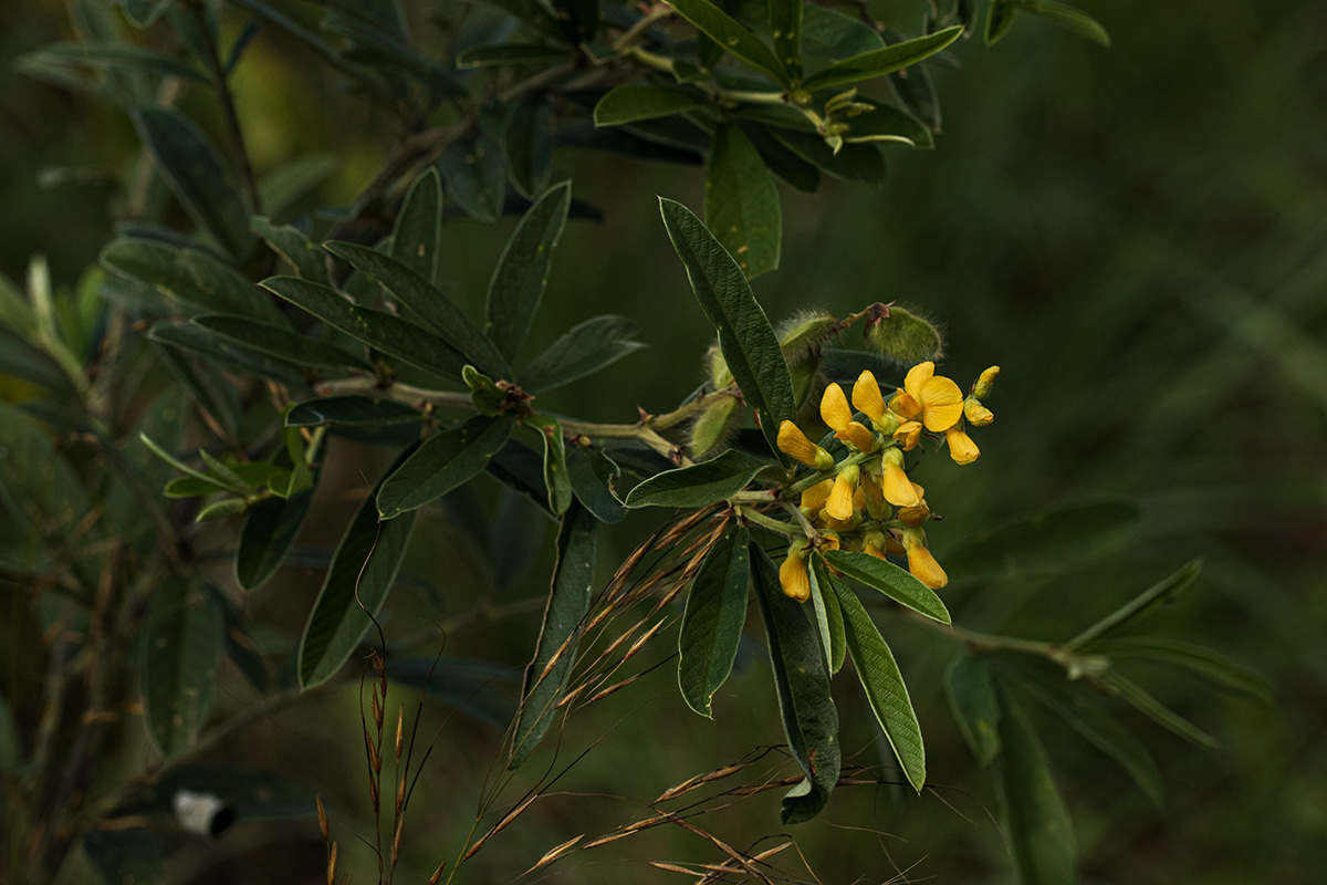 Eriosema psoraleoides