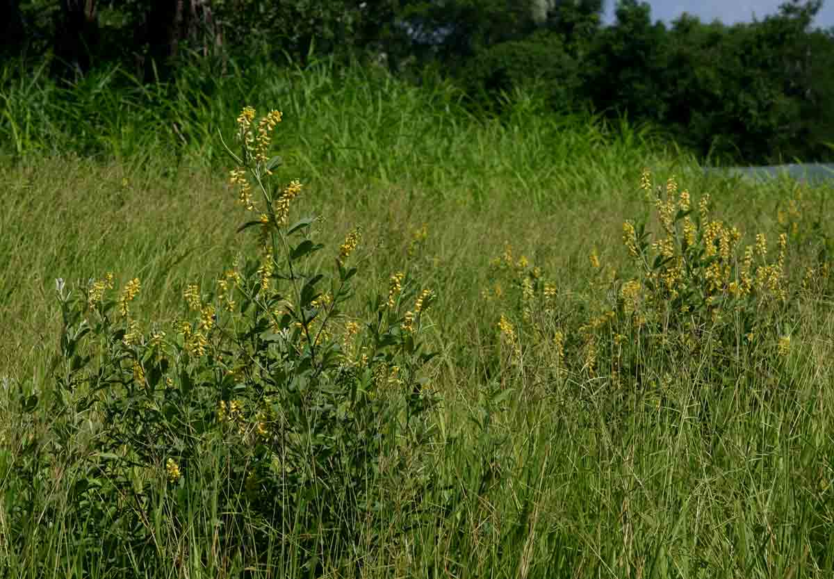 Eriosema psoraleoides Eriosema psoraleoides