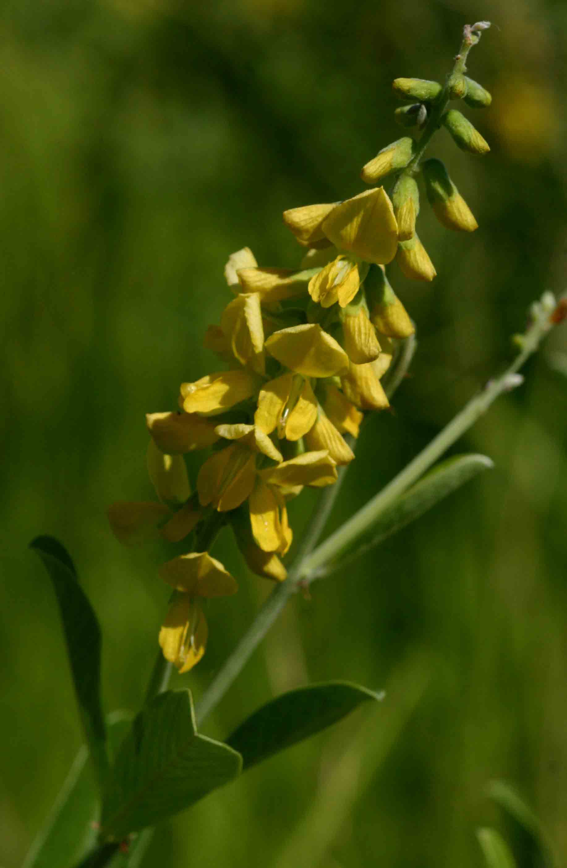 Eriosema psoraleoides